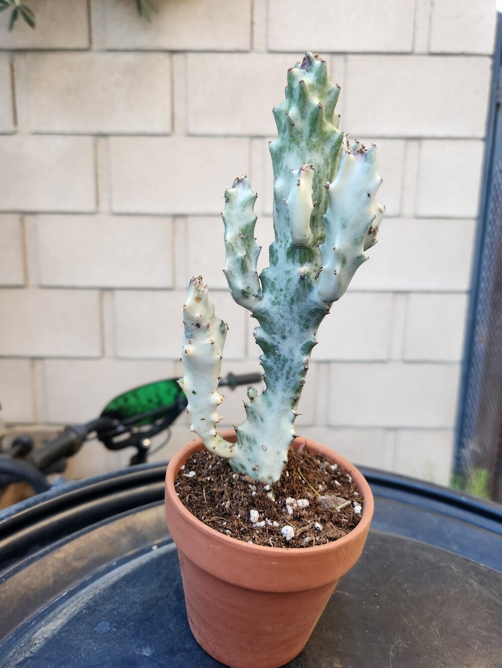 RARE 10" Euphorbia Lactea Ghost Variegated Dragon Bones With multiple arms